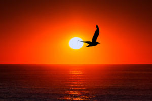 Sunset Sea Bird Silhouette4513917429 300x200 - Sunset Sea Bird Silhouette - sunset, Silhouette, Sea, Minimal, Bird